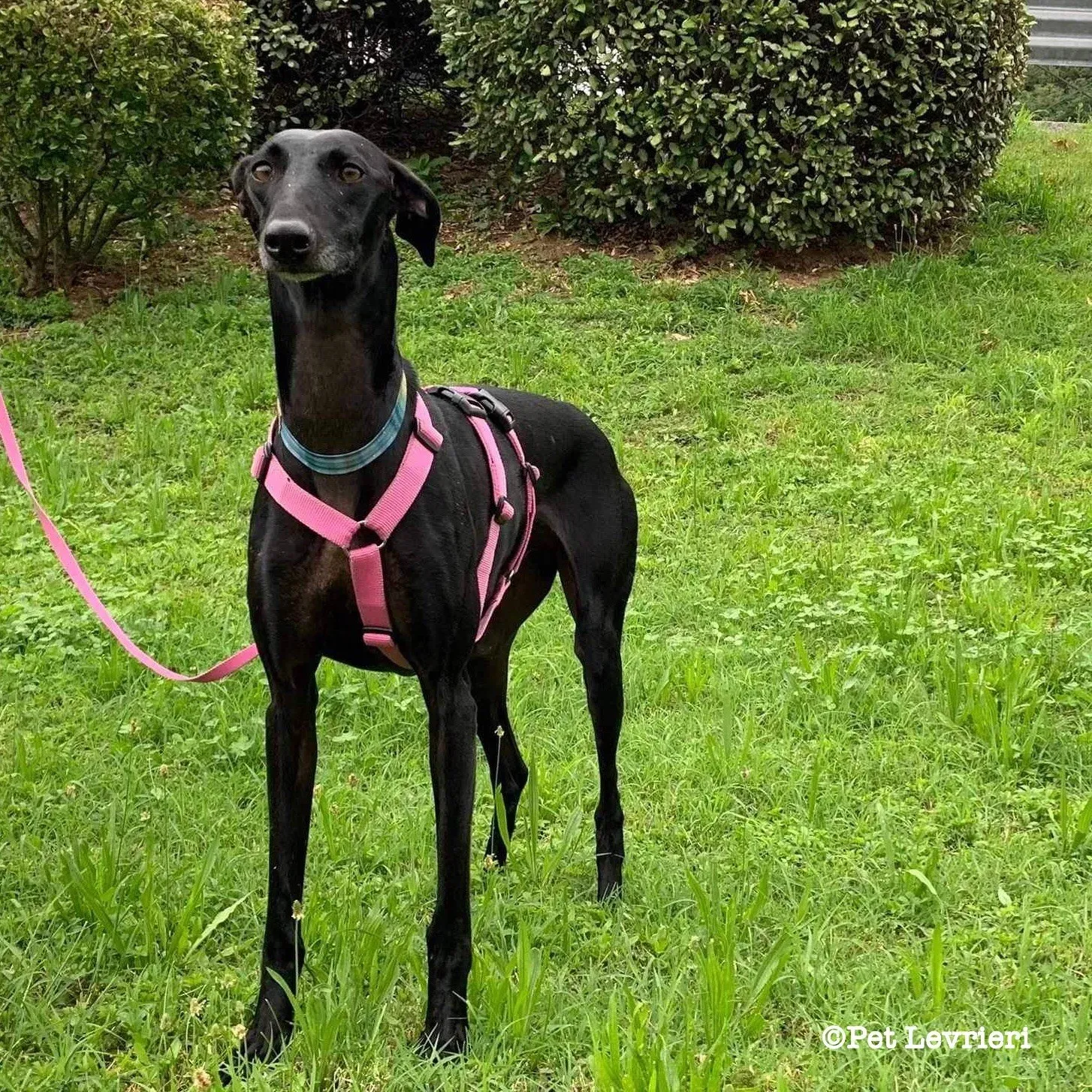 Cupra galgo adozione pet levrieri onlus 19