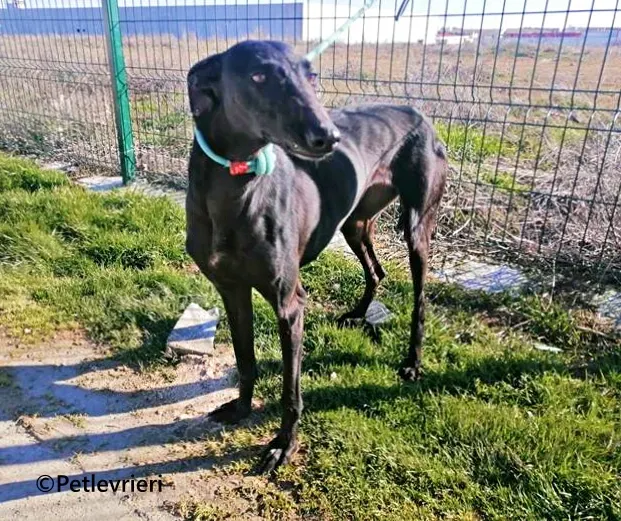 Cupra galgo adozione pet levrieri onlus 2