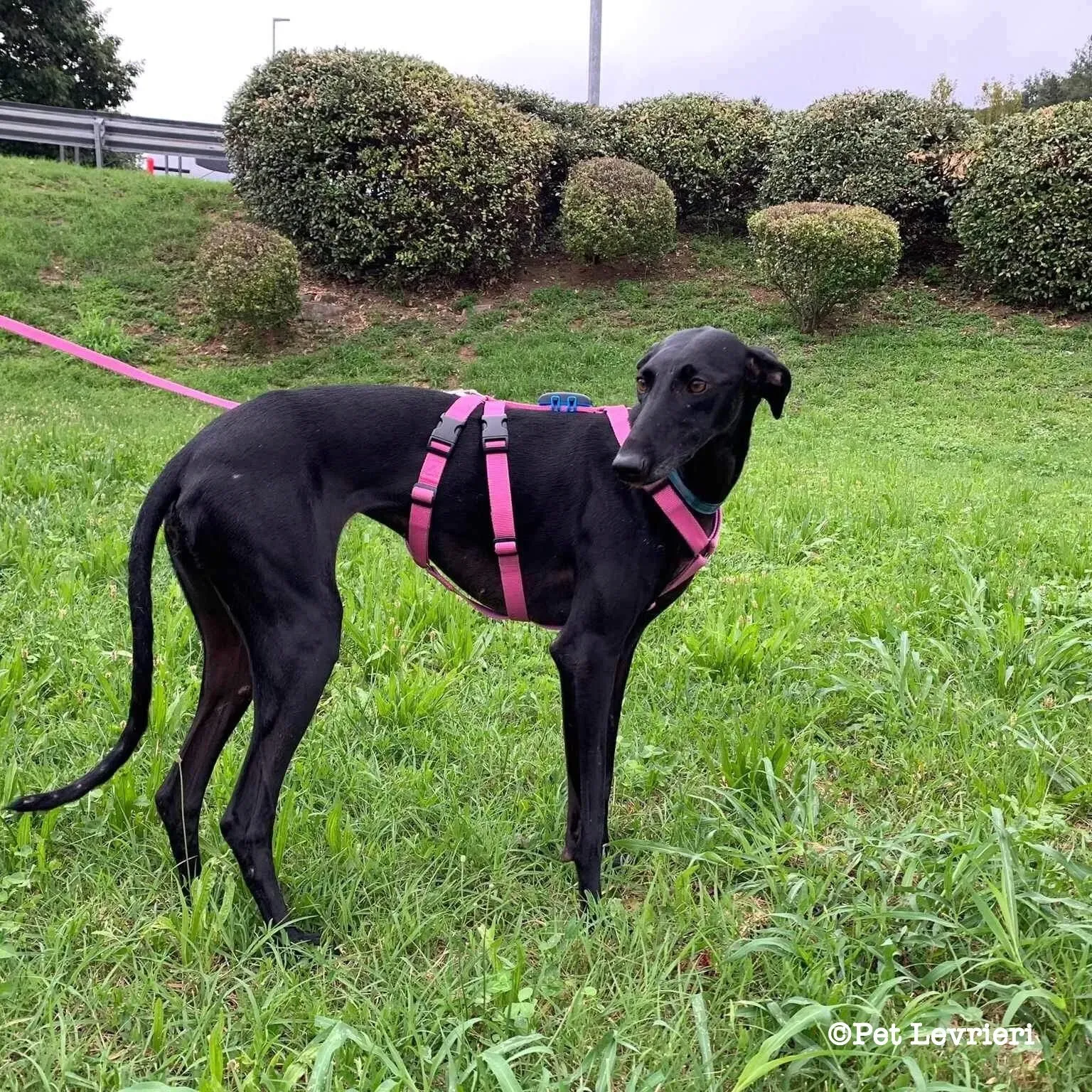 Cupra galgo adozione pet levrieri onlus 20