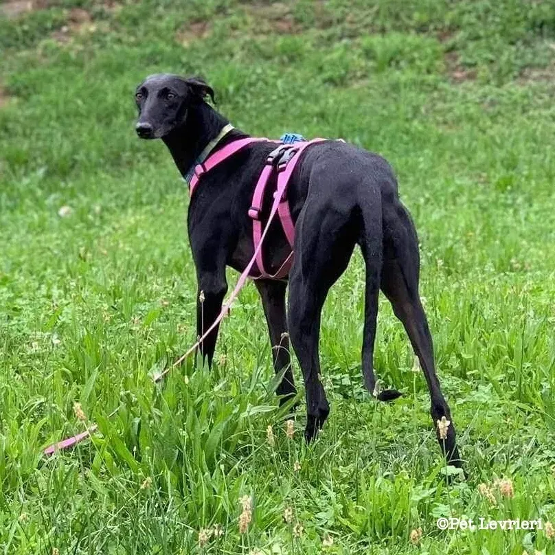 Cupra galgo adozione pet levrieri onlus 21
