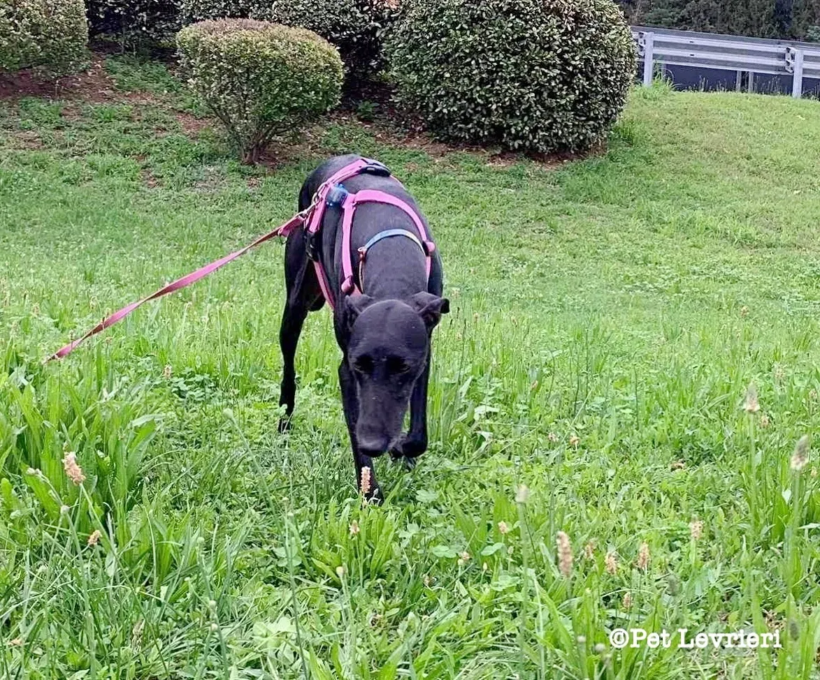 Cupra galgo adozione pet levrieri onlus 22