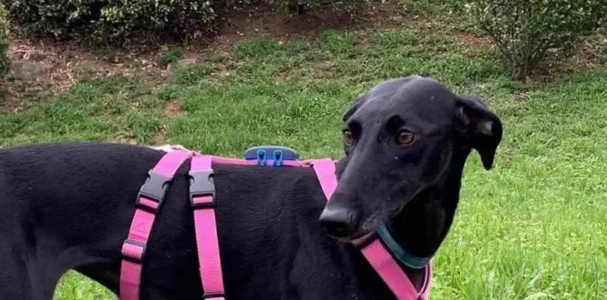 Cupra galgo adozione pet levrieri onlus 23