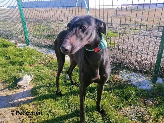 Cupra galgo adozione pet levrieri onlus 3