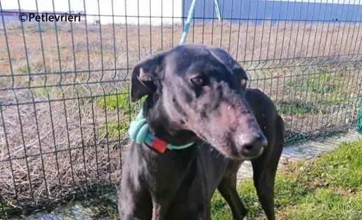 Cupra galgo adozione pet levrieri onlus 4