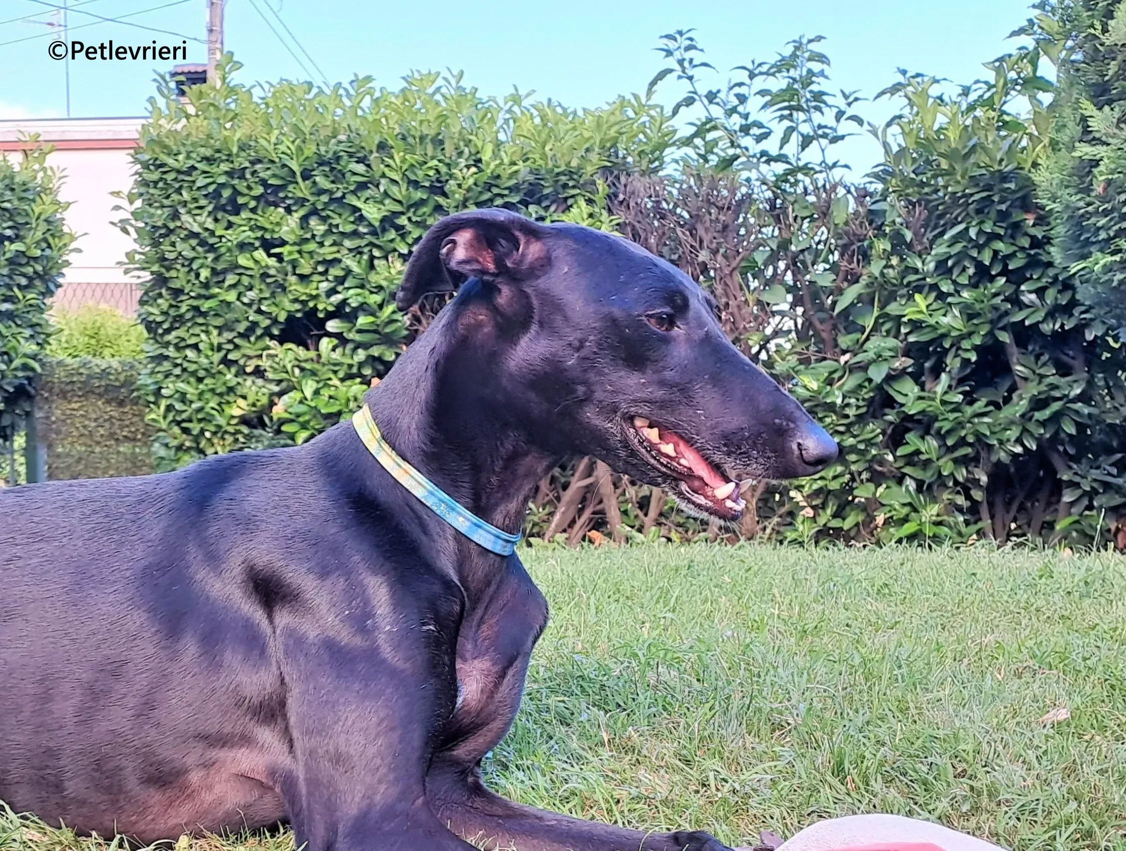 Cupra galgo adozione pet levrieri onlus 5