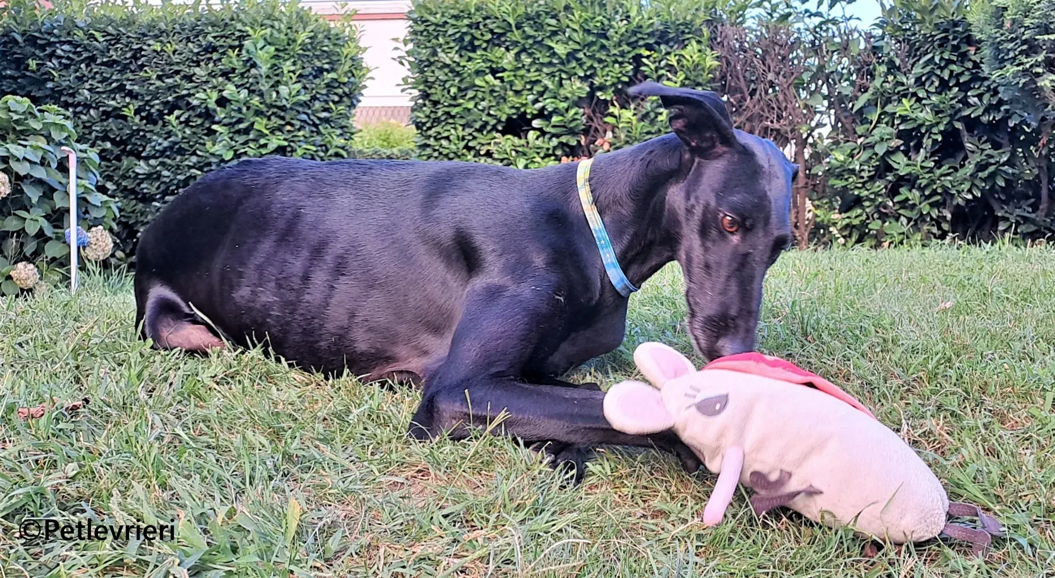 Cupra galgo adozione pet levrieri onlus 6