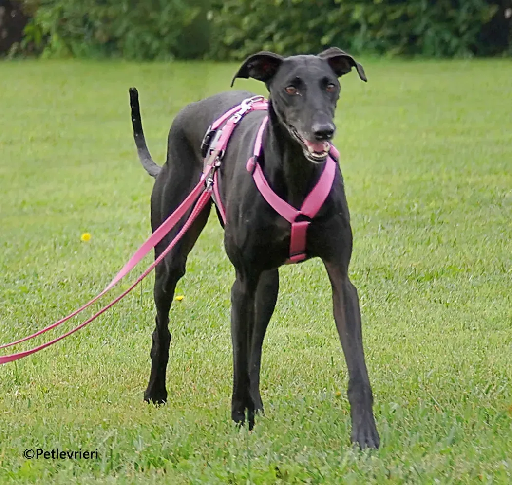 Cupra galgo adozione pet levrieri onlus 7