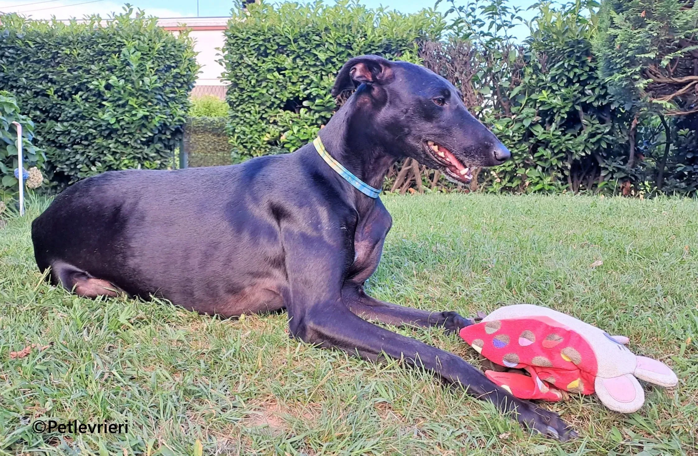 Cupra galgo adozione pet levrieri onlus 8