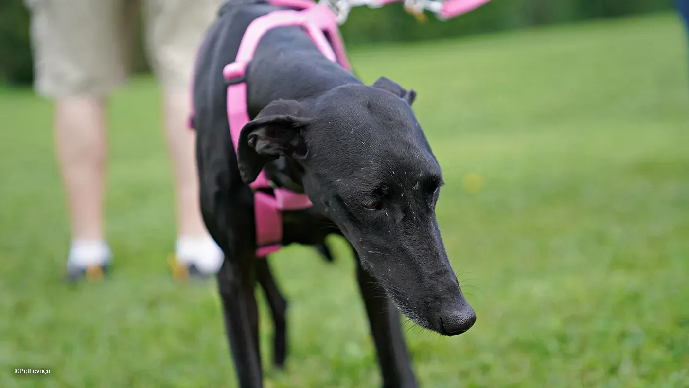 Cupra galgo adozione pet levrieri onlus 9