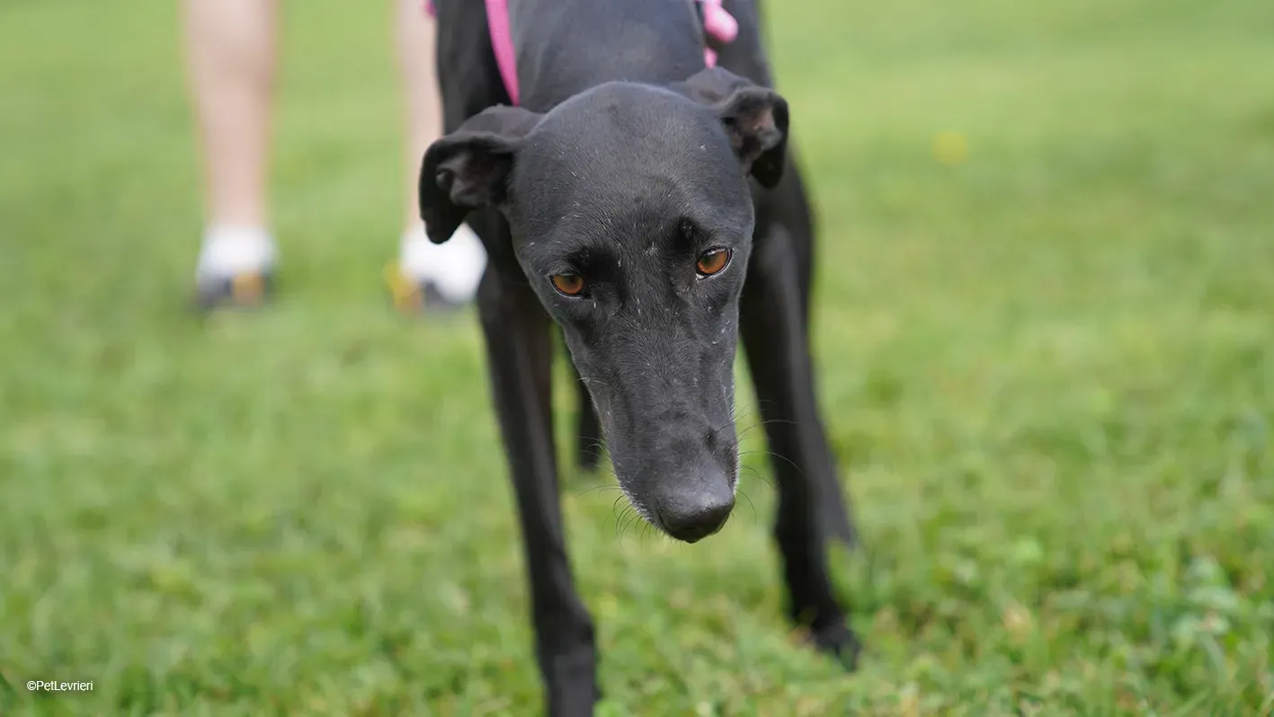 Cupra galga nera galgo foster arrivo 07