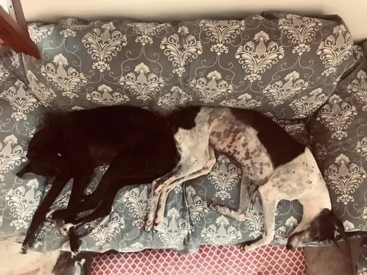 Cyns Crusader Adozione levrieri Greyhound Macau @home 1