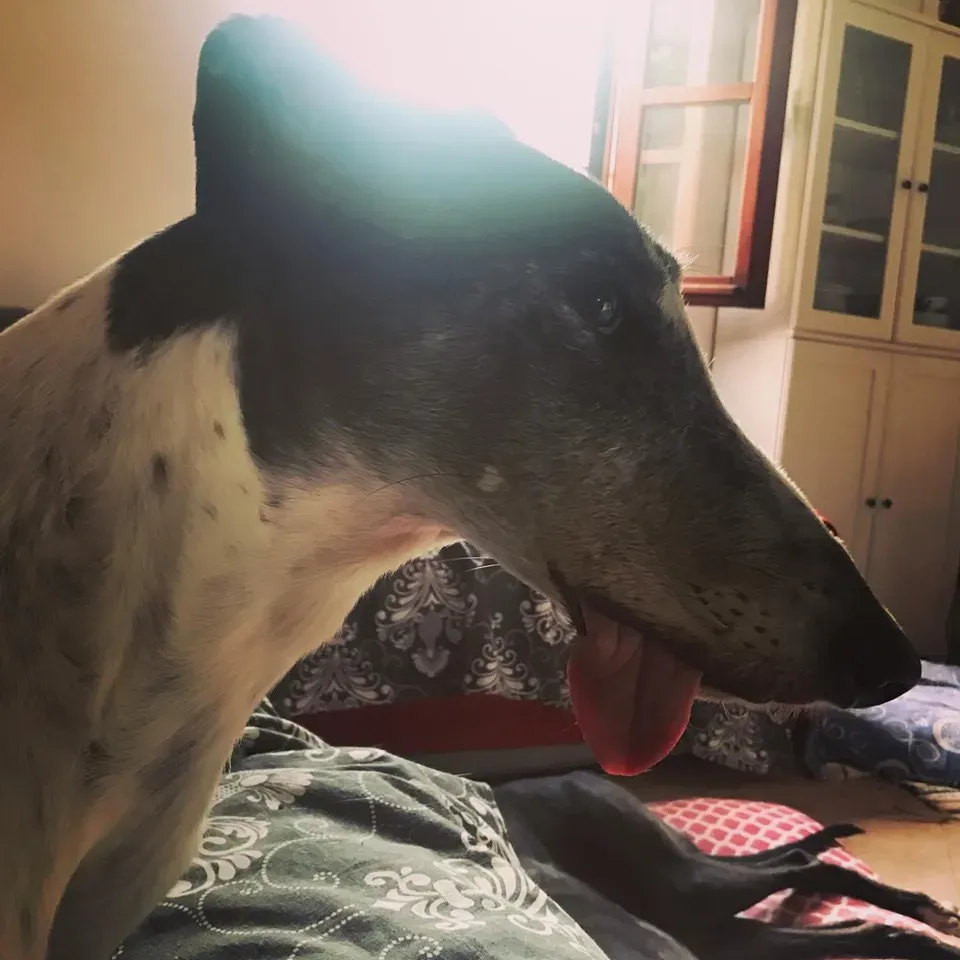 Cyns Crusader Adozione levrieri Greyhound Macau @home 10