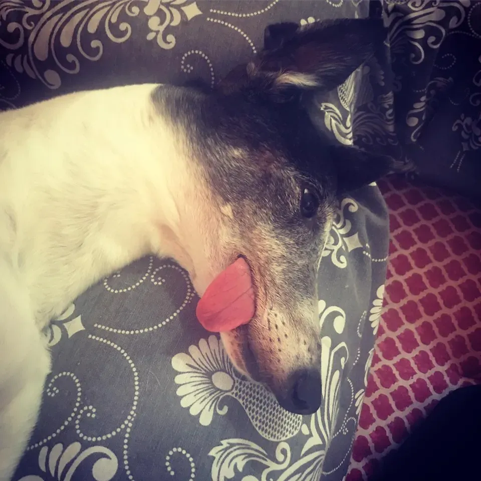 Cyns Crusader Adozione levrieri Greyhound Macau @home 11