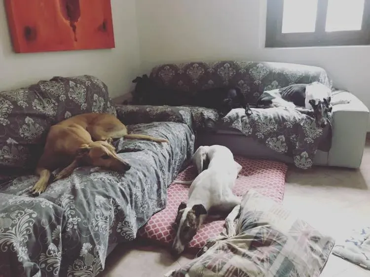 Cyns Crusader Adozione levrieri Greyhound Macau @home 2