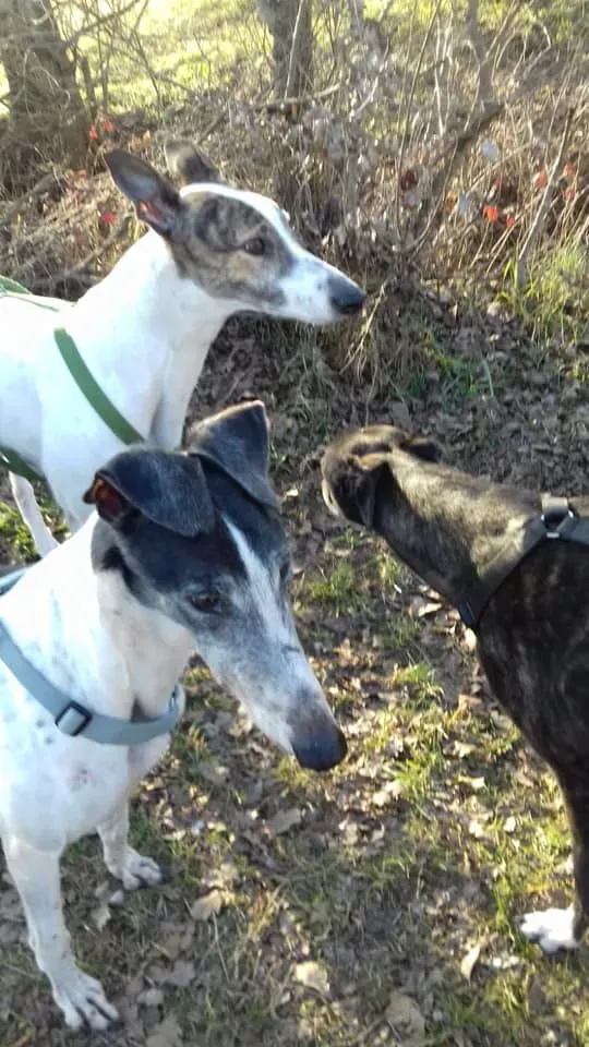 Cyns Crusader Adozione levrieri Greyhound Macau @home 3