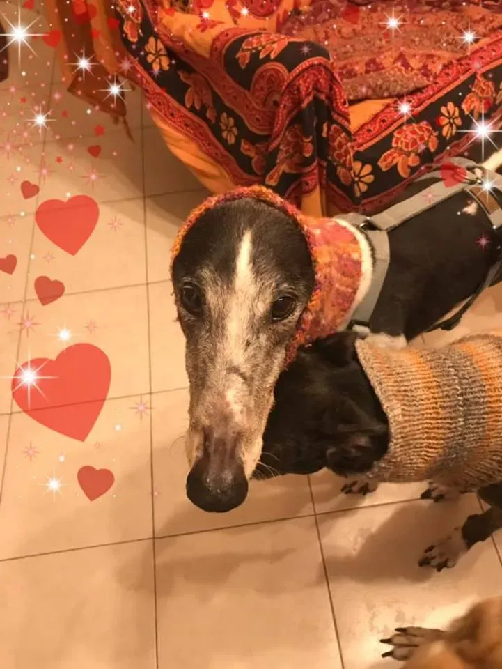 Cyns Crusader Adozione levrieri Greyhound Macau @home 4