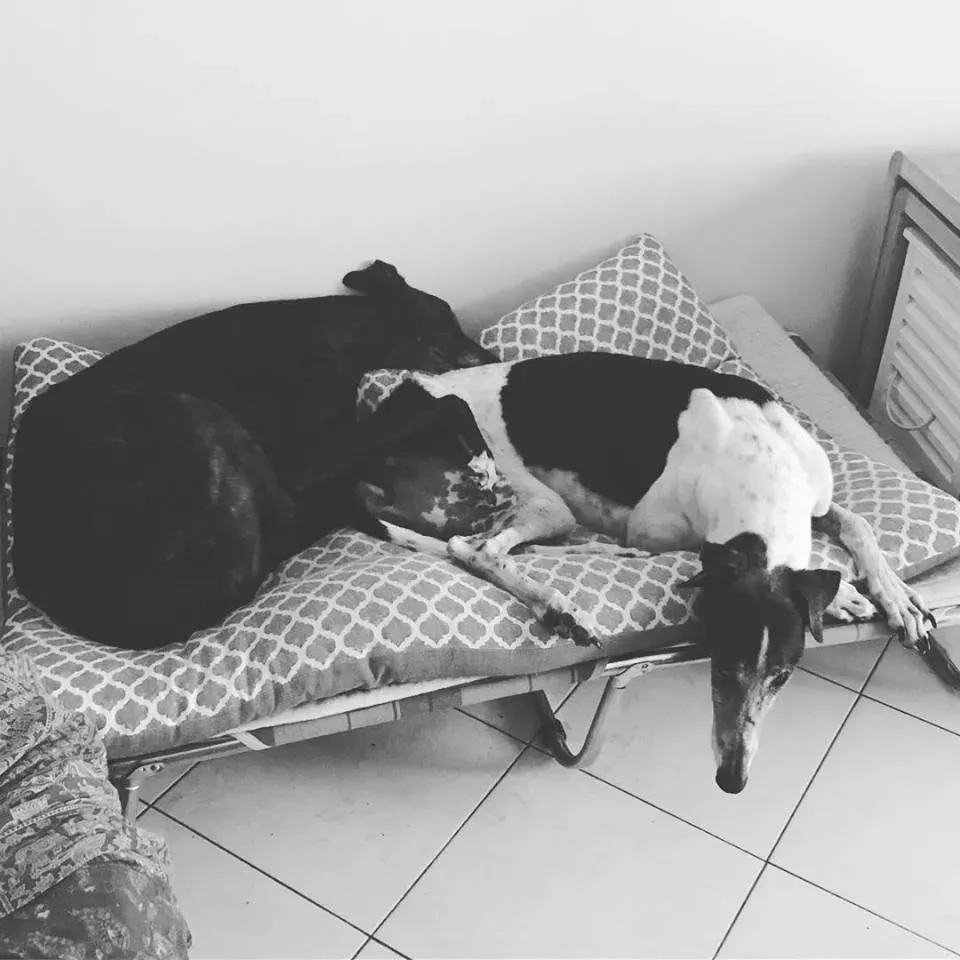 Cyns Crusader Adozione levrieri Greyhound Macau @home 5