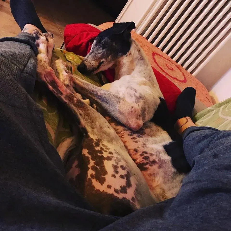 Cyns Crusader Adozione levrieri Greyhound Macau @home 6