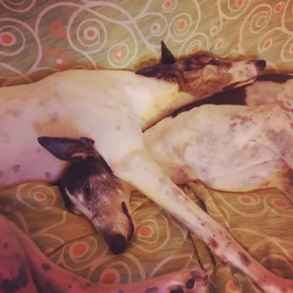 Cyns Crusader Adozione levrieri Greyhound Macau @home 7