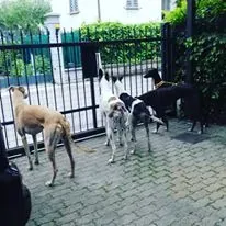 Cyns Crusader Adozione levrieri Greyhound Macau @home 8