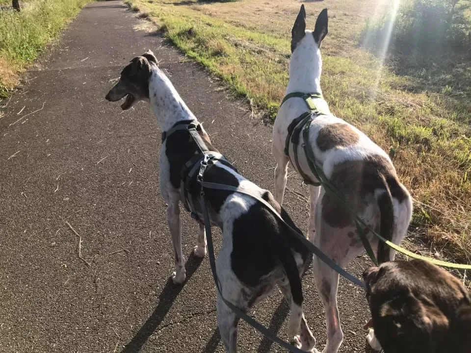 Cyns Crusader Adozione levrieri Greyhound Macau @home 9