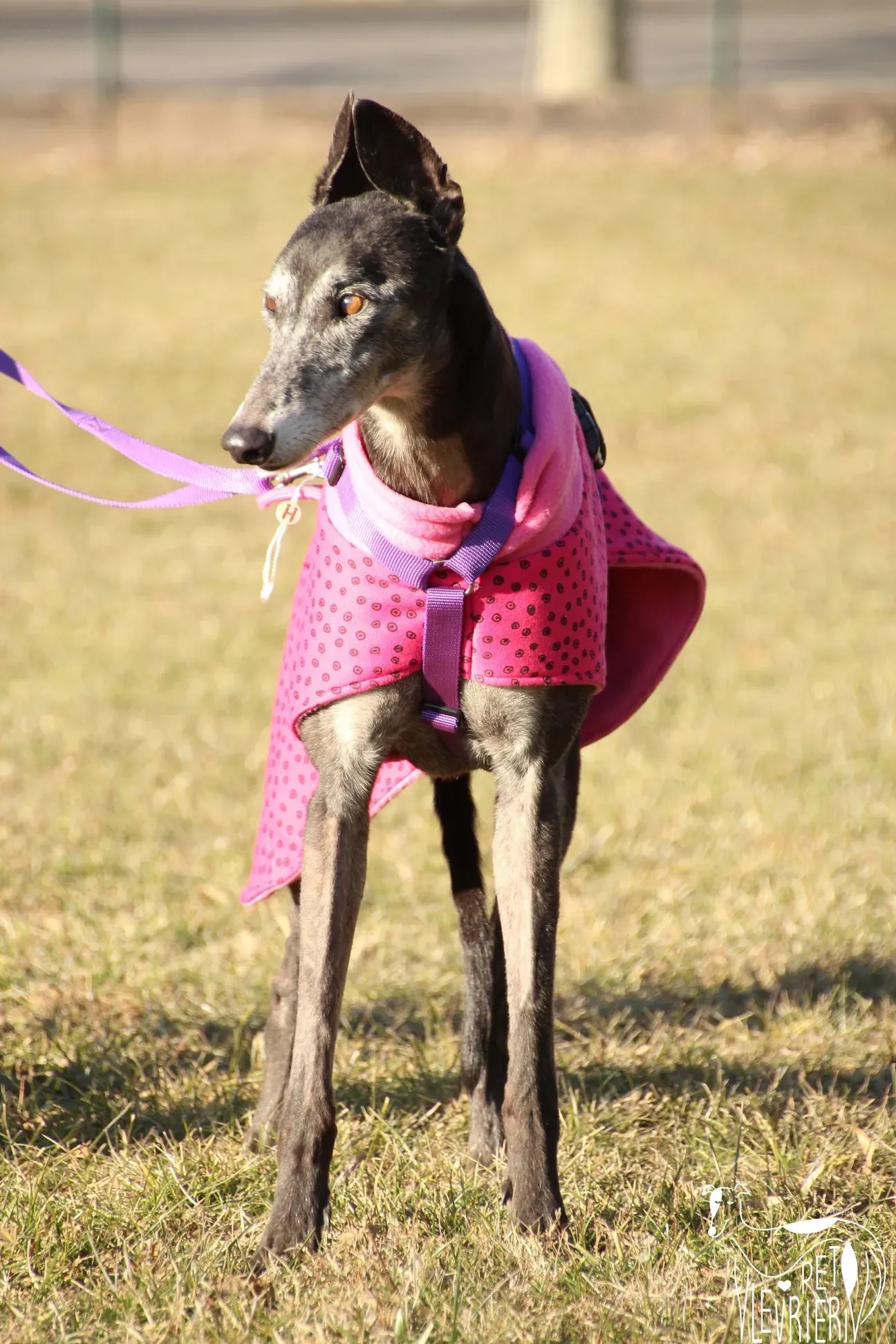 D32E259E EF2A 403A BF0E 4616C8FA6D1E