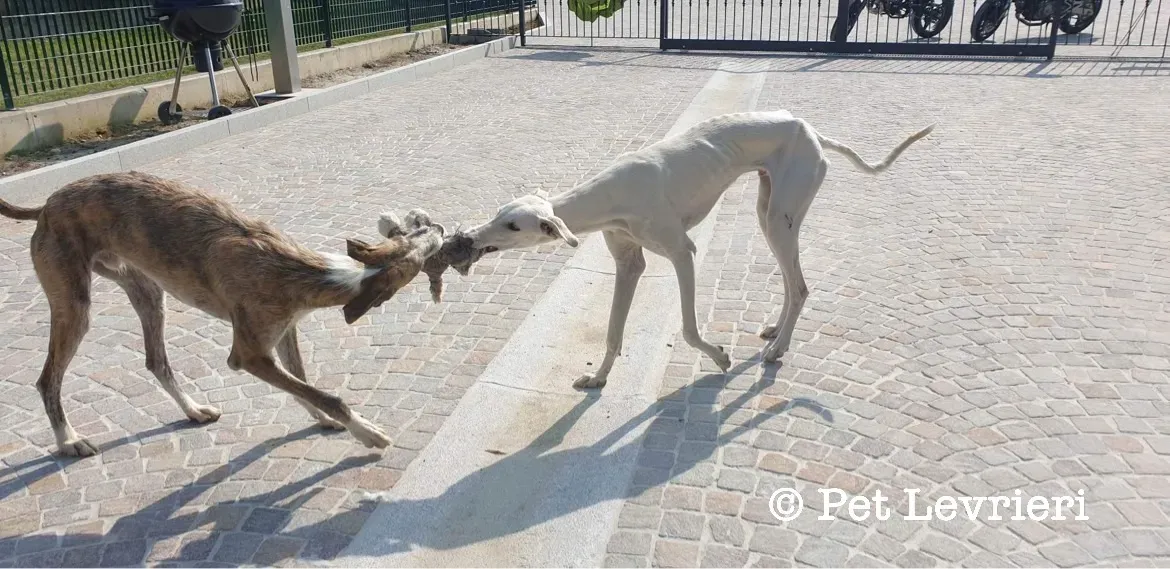 D5CB2012 DCB3 4EBF AD51 BFFA68F0E19D