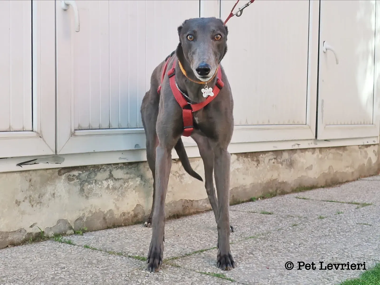 D85522C1 C53F 4453 AD6F 25F9F7F25AFE