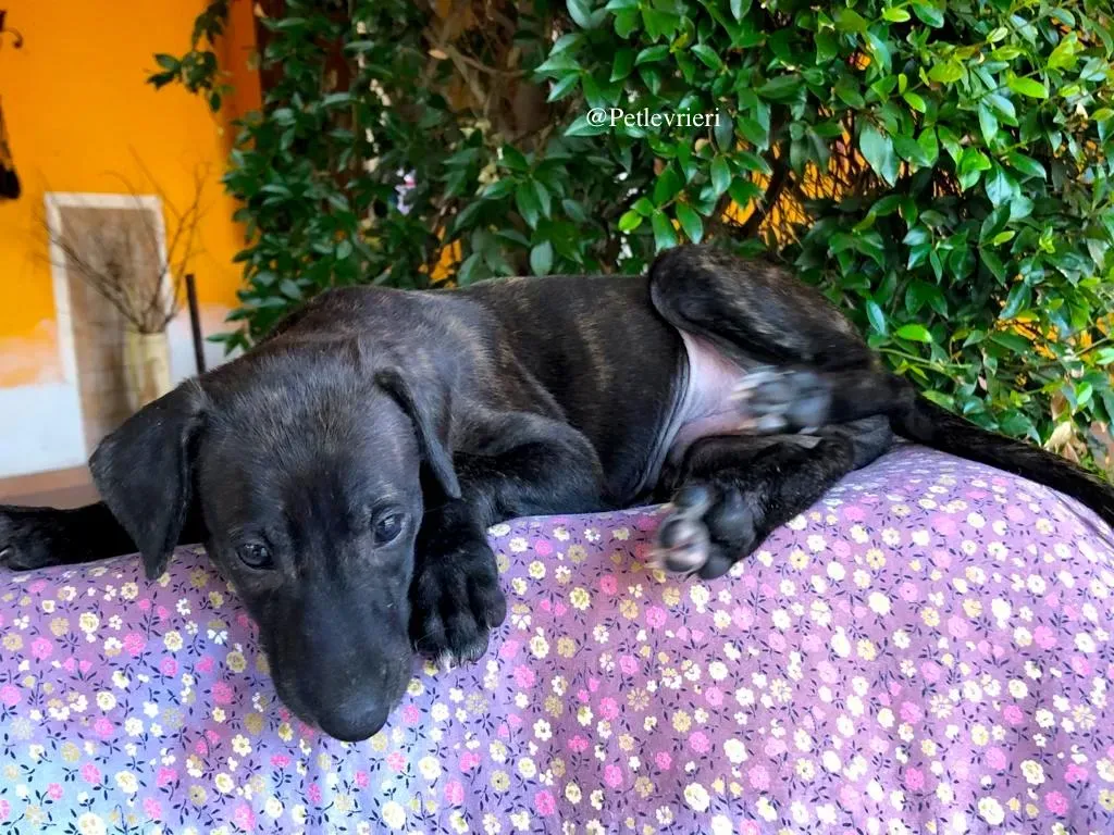 DARKO galgo adozione levrieri 1 1