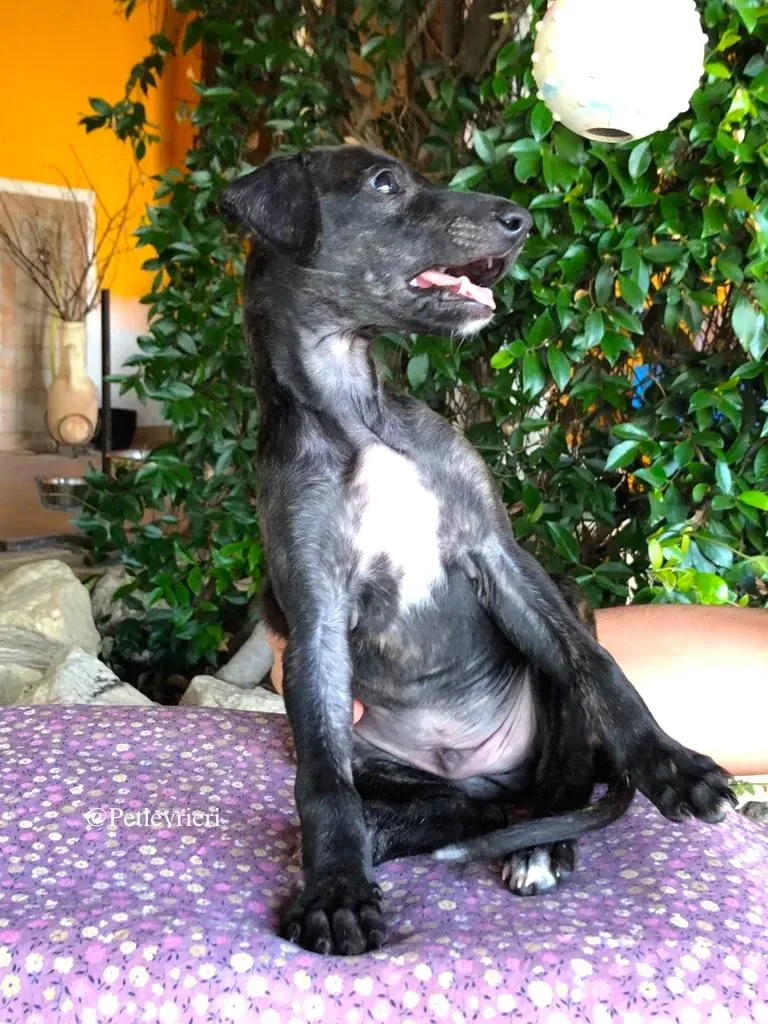 DARKO galgo adozione levrieri 2