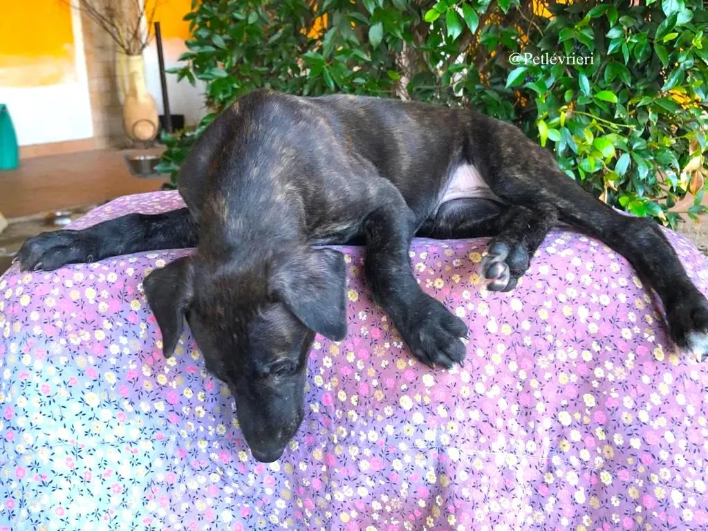 DARKO galgo adozione levrieri 3