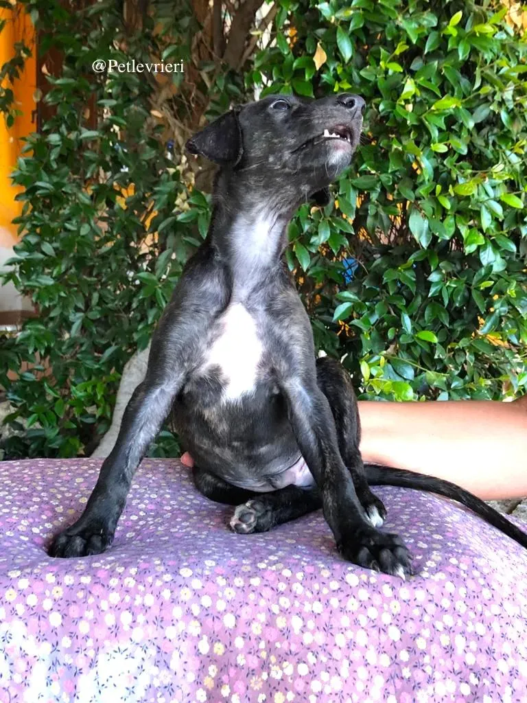 DARKO galgo adozione levrieri 4