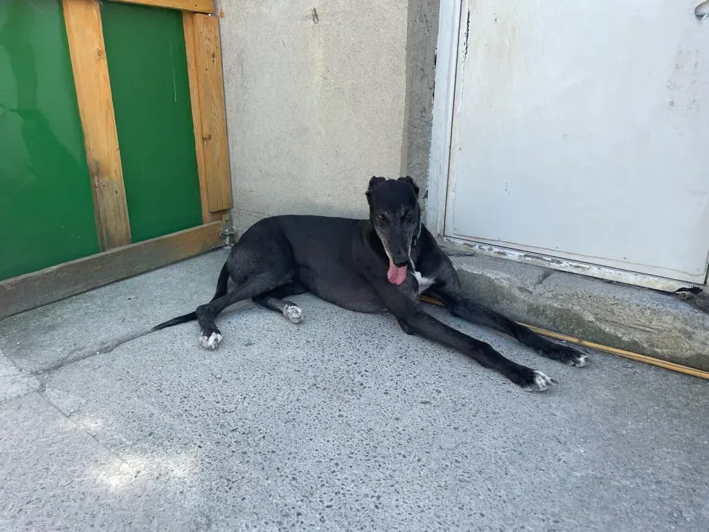 DARYL EQUILIBRIO GREYHOUND ADOZIONE LEVRIERI 1