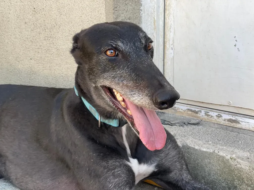 DARYL EQUILIBRIO GREYHOUND ADOZIONE LEVRIERI 2