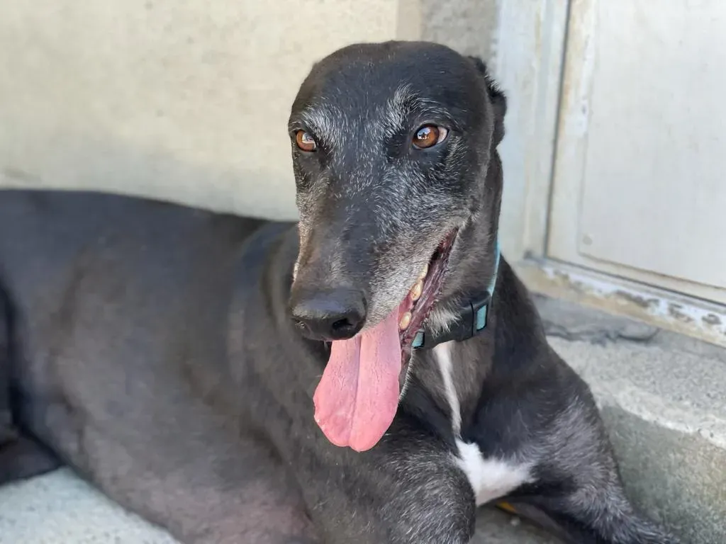 DARYL EQUILIBRIO GREYHOUND ADOZIONE LEVRIERI 3