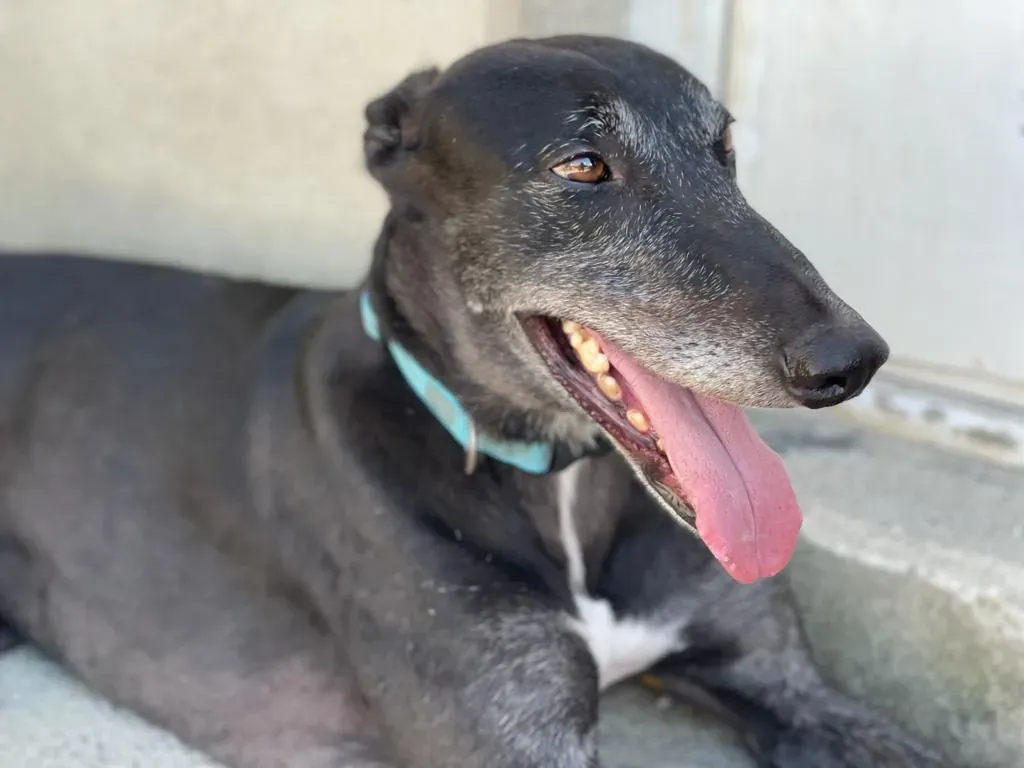 DARYL EQUILIBRIO GREYHOUND ADOZIONE LEVRIERI 4