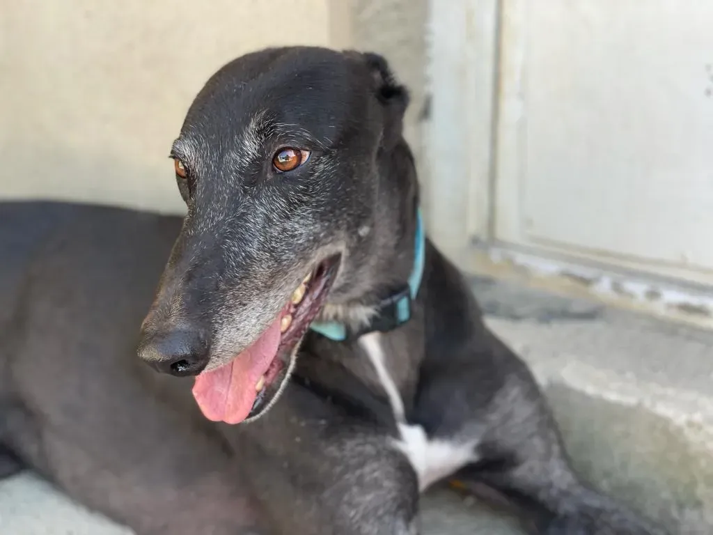 DARYL EQUILIBRIO GREYHOUND ADOZIONE LEVRIERI 5