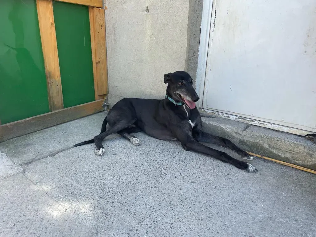 DARYL EQUILIBRIO GREYHOUND ADOZIONE LEVRIERI 6