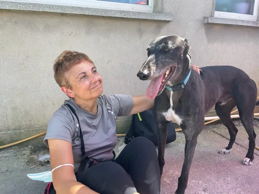 DARYL EQUILIBRIO GREYHOUND ADOZIONE LEVRIERI 7