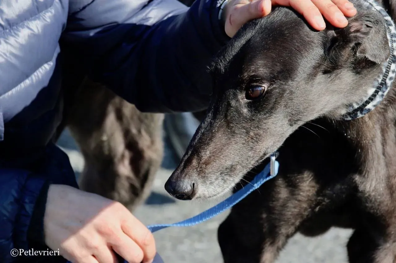 DC915C4A B31D 40A9 9FC3 7E29E5EC2ECA