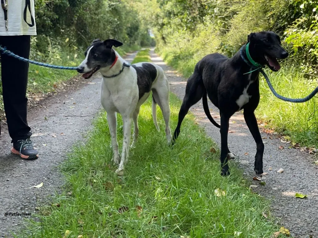 DEANO ADOZIONE LEVRIERI GREYHOUND 1