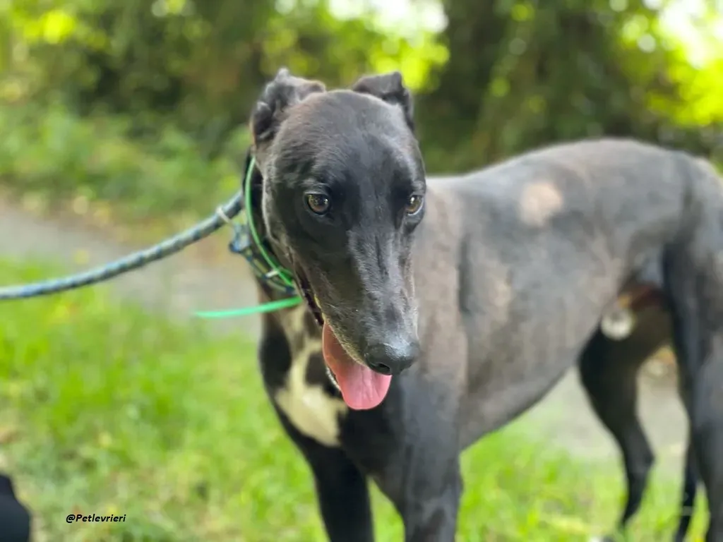 DEANO ADOZIONE LEVRIERI GREYHOUND 10