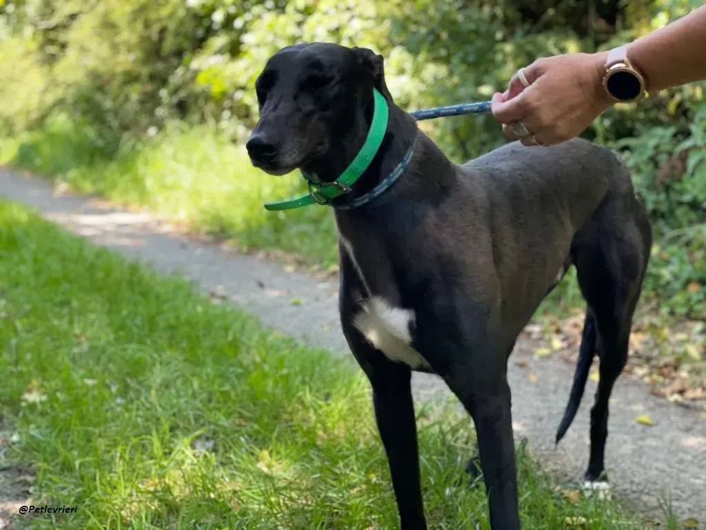 DEANO ADOZIONE LEVRIERI GREYHOUND 11