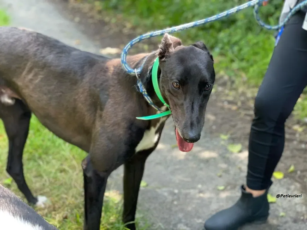 DEANO ADOZIONE LEVRIERI GREYHOUND 2