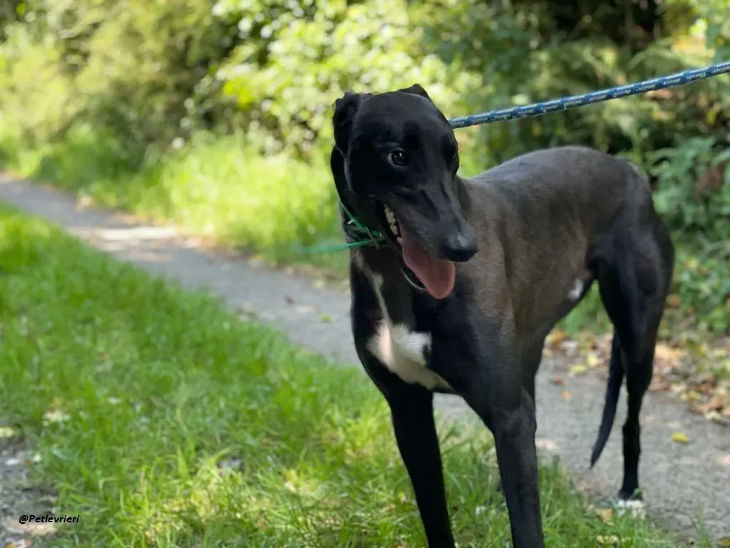 DEANO ADOZIONE LEVRIERI GREYHOUND 3