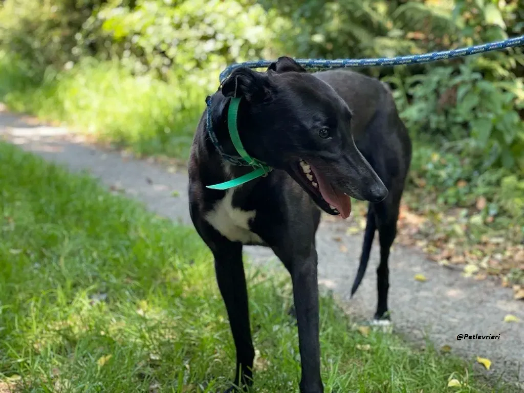 DEANO ADOZIONE LEVRIERI GREYHOUND 4