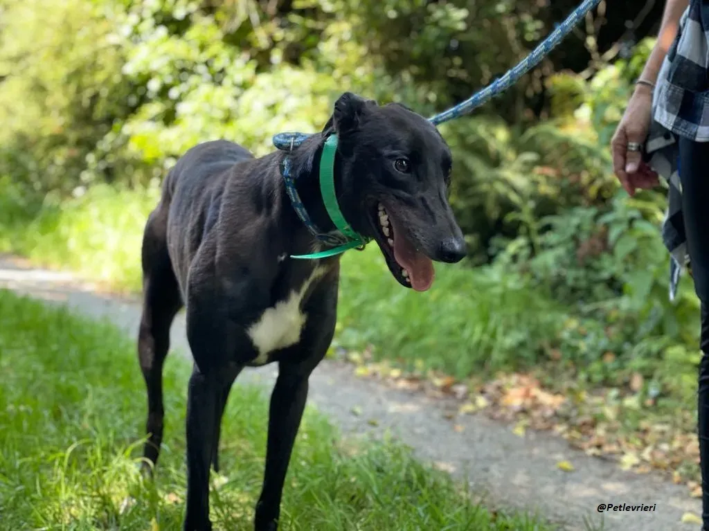 DEANO ADOZIONE LEVRIERI GREYHOUND 5