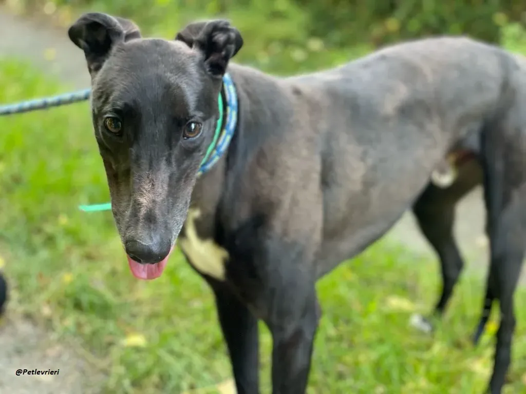 DEANO ADOZIONE LEVRIERI GREYHOUND 6