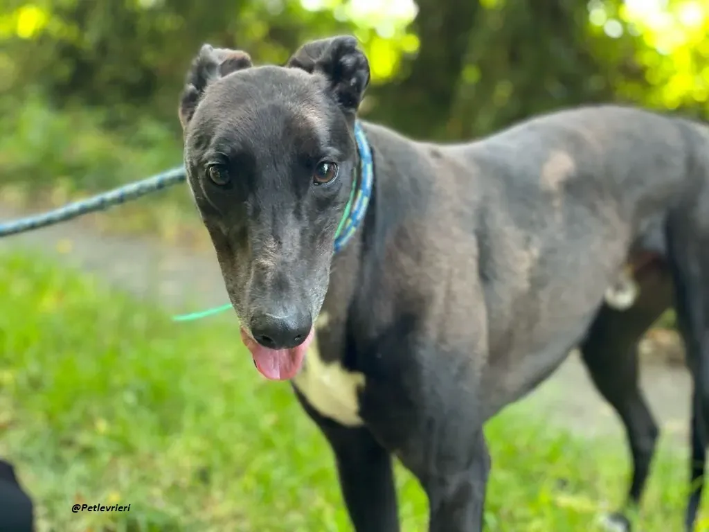 DEANO ADOZIONE LEVRIERI GREYHOUND 7