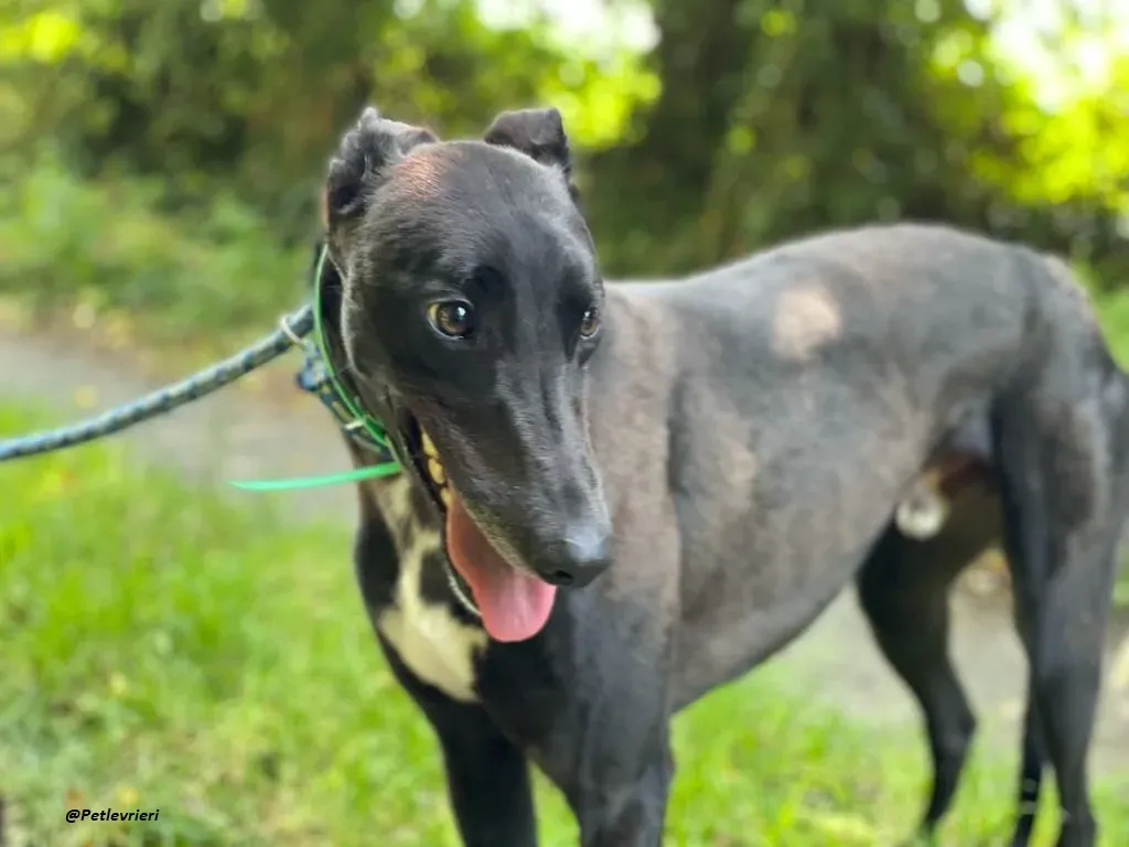 DEANO ADOZIONE LEVRIERI GREYHOUND 9